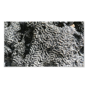 Zwart-wit koraal I Abstracte natuurfoto Foto Afdruk