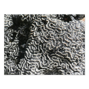 Zwart-wit koraal I Abstracte natuurfoto Foto Afdruk