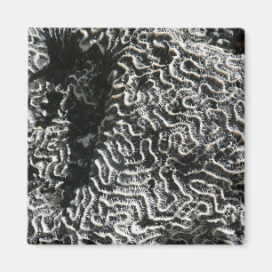 Zwart-wit koraal I Abstracte natuurfoto Magneet
