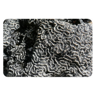 Zwart-wit koraal I Abstracte natuurfoto Magneet