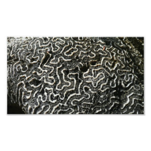 Zwart-wit koraal II Abstracte natuurfoto Foto Afdruk
