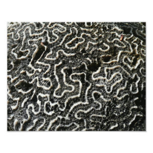 Zwart-wit koraal II Abstracte natuurfoto Foto Afdruk
