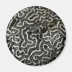 Zwart-wit koraal II Abstracte natuurfoto Magneet