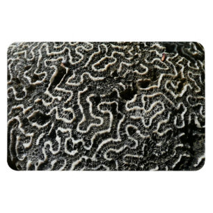 Zwart-wit koraal II Abstracte natuurfoto Magneet