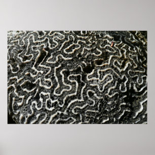Zwart-Wit Koraal II Abstracte Natuurfoto Poster