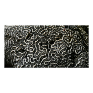 Zwart-wit koraal II Abstracte natuurfoto Poster