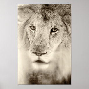 Zwart-wit leeuwwitportret poster