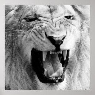 Zwart-wit Lion Art Poster