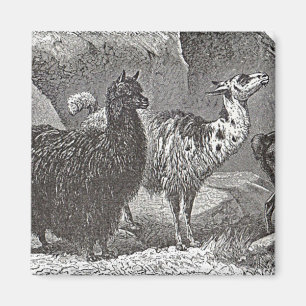 Zwart-wit Llama Alpaca Andes Dierenkunst Magneet