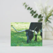 Zwart-wit Longhorn Briefkaart (Staand voorkant)