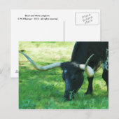 Zwart-wit Longhorn Briefkaart (Voorkant / Achterkant)
