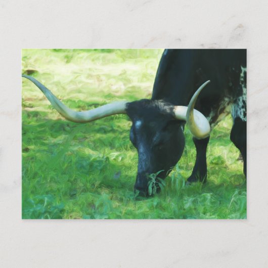 Zwart-wit Longhorn Briefkaart (Voorkant)