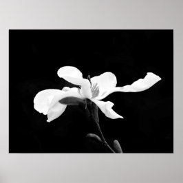 Zwart & Wit Magnolia Bloom Poster