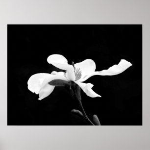 Zwart & Wit Magnolia Bloom Poster