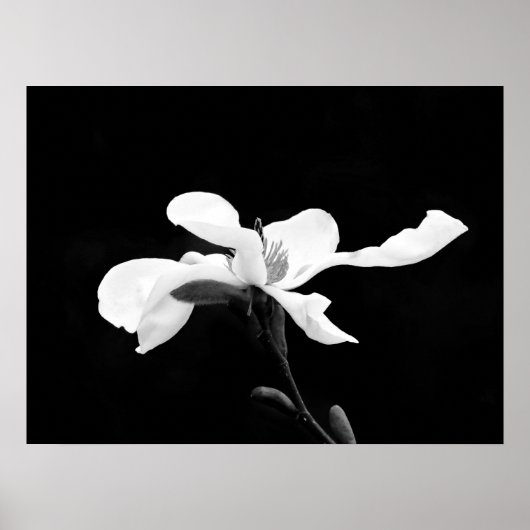 Zwart & Wit Magnolia Bloom Poster (Voorkant)