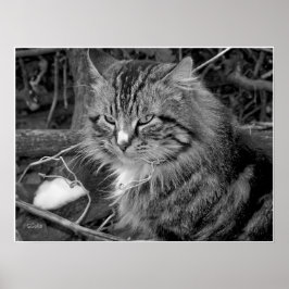 Zwart-wit Maine Coon kat portret poster