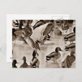 Zwart-wit Mallard Duck-Briefkaart Briefkaart (Voorkant / Achterkant)