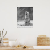 Zwart-wit Meerkat Portrait Wildlife Poster (Keuken)