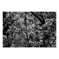 Zwart-wit monochrome bloeiende boom