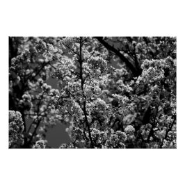 Zwart-wit monochrome bloeiende boom perfect poster
