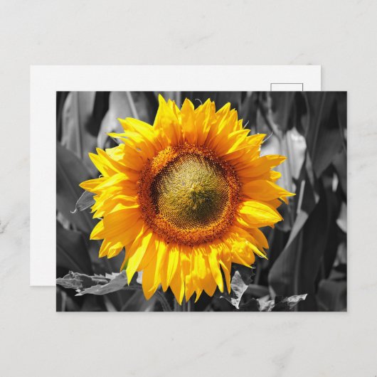 Zwart wit monochroom geel zonnebloem briefkaart (Voorkant / Achterkant)