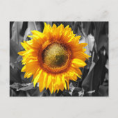 Zwart wit monochroom geel zonnebloem briefkaart (Voorkant)
