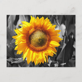 Zwart wit monochroom geel zonnebloem briefkaart