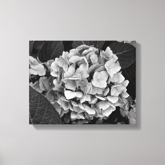 Zwart-wit muurkunst Hydrangea Canvas Afdruk (Voorkant)