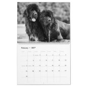 Zwart-wit newfoundlander fotografie kalender (Feb 2027)