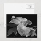 Zwart-wit orchidee Briefkaart (Voorkant / Achterkant)