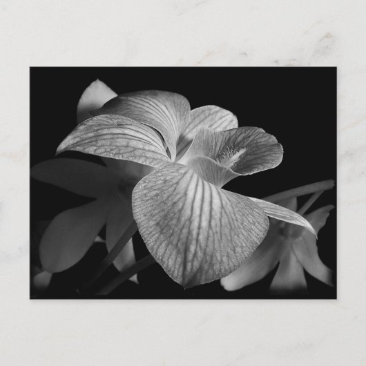 Zwart-wit orchidee Briefkaart (Voorkant)