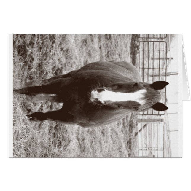 Zwart-wit paard (Voorkant Horizontaal)