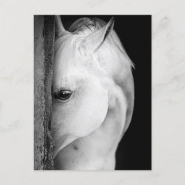Zwart-wit paard briefkaart
