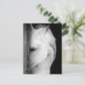 Zwart-wit paard briefkaart (Staand voorkant)