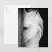 Zwart-wit paard briefkaart (Voorkant / Achterkant)