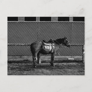 Zwart-wit paard briefkaart