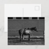 Zwart-wit paard briefkaart (Voorkant / Achterkant)