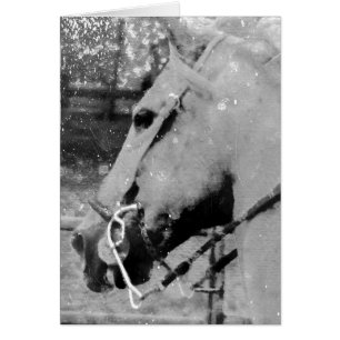 Zwart-wit paard Grunge, Verjaardag