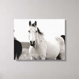 Zwart-wit Paard in de Flint Hills Canvas Afdruk
