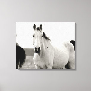 Zwart-wit paard in de Flint Hills Canvas Afdruk