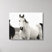 Zwart-wit Paard in de Flint Hills Canvas Afdruk (Voorkant)