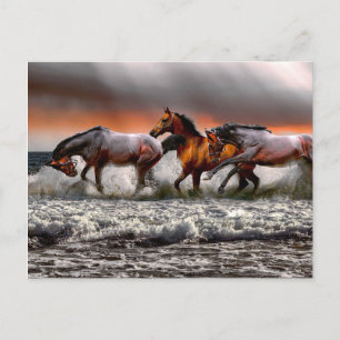 Zwart Wit Paard Monochroom Afbeelding Briefkaart