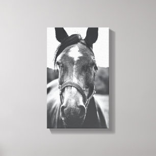 Zwart-wit Paard Portret Foto Canvas Print