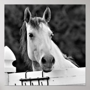 Zwart-wit paard poster