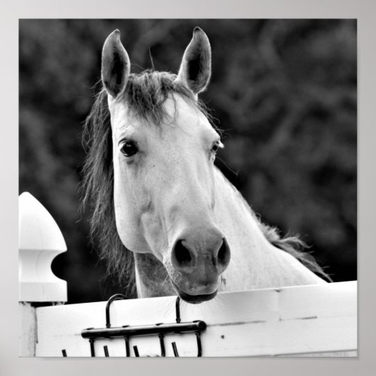 Zwart-wit paard poster (Voorkant)