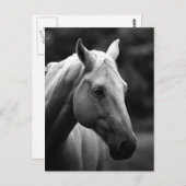 Zwart-wit paardenhoofd briefkaart (Voorkant / Achterkant)