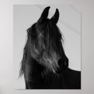 Zwart-wit paardportret wandkunst – Elegant Poster