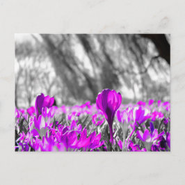 Zwart wit Paars ventilator zwart-wit Briefkaart