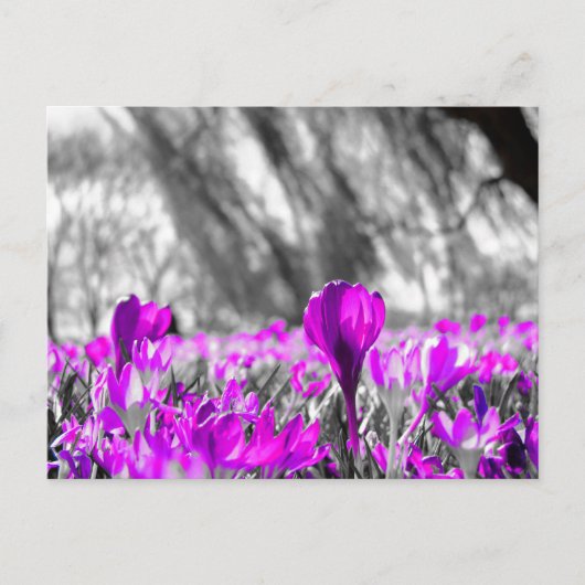 Zwart wit Paars ventilator zwart-wit Briefkaart (Voorkant)