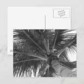 Zwart & Wit Palm ansichtkaart Briefkaart (Voorkant / Achterkant)